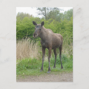 Carte postale do-it-yourself mignonne