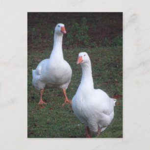 Carte postale do-it-yourself Oies blanches