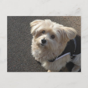 Carte postale DO-IT-YOURSELF petit chien mignon