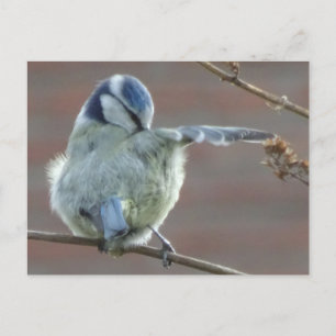 Carte postale do-it-yourself petit oiseau