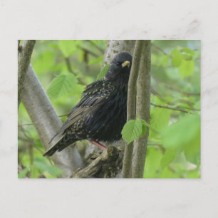 Carte postale do-it-yourself Starling