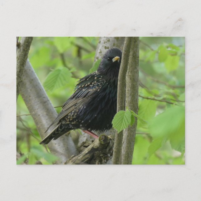 Carte postale do-it-yourself Starling (Devant)