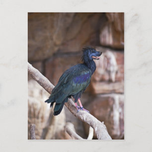 Carte Postale Dobbibis