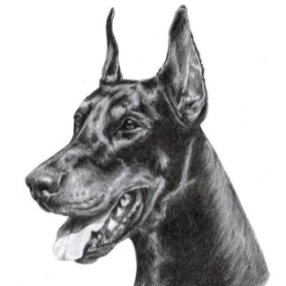 Carte Postale Doberman