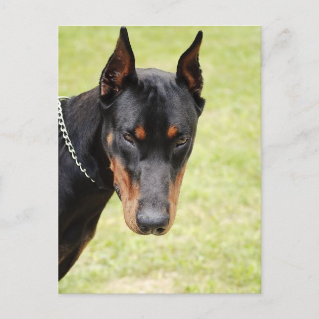 carte postale doberman effrayante (Devant)