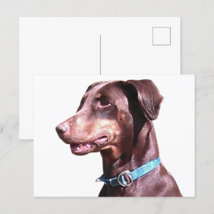 Carte Postale Doberman Pinscher Rouge