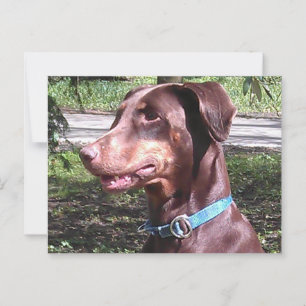 Carte Postale Doberman Pinscher Rouge