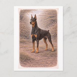 Carte Postale Dobermann de style vintage