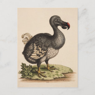 Carte Postale Dodo