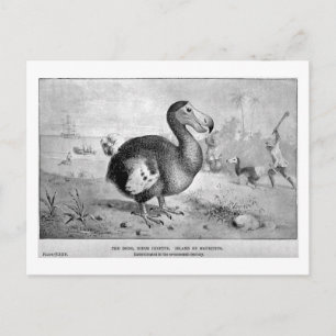 Carte postale Dodo Art