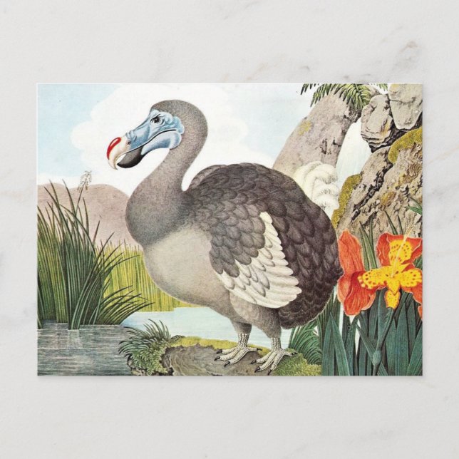 Carte Postale Dodo Bird Art vintage (Devant)