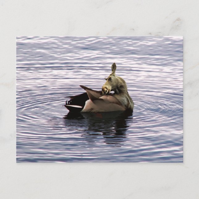 Carte postale Doe (Devant)