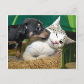 Carte Postale Dog and cat