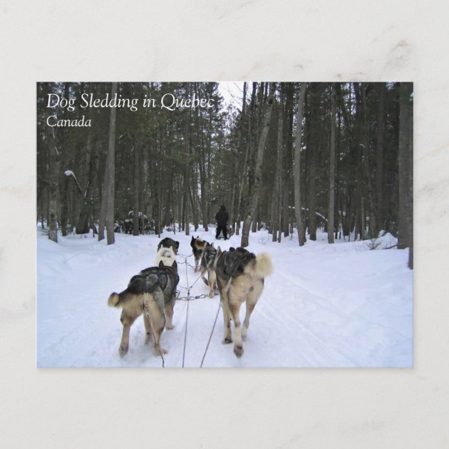 Carte Postale Dog Sledding à Québec, Canada (Devant)