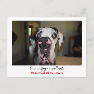 Carte Postale Dogge : le chien pour agents secrets 