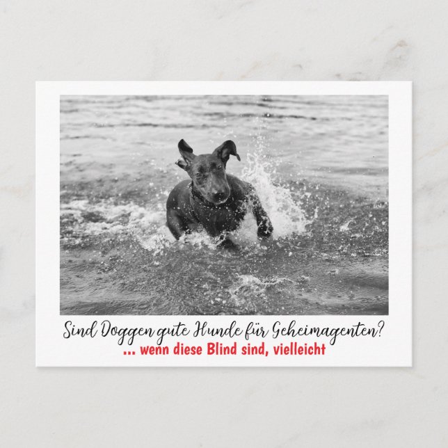 Carte Postale Dogge : le chien pour les agents secrets (Devant)