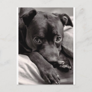 Carte Postale Doggie