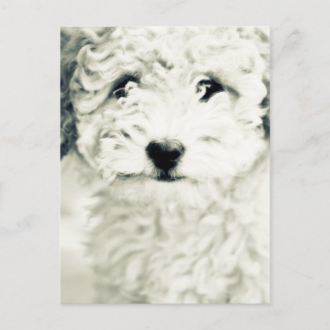 Carte Postale Doggy (Devant)