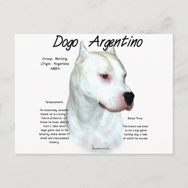 Carte Postale Dogo Argentino Histoire Design (Devant)