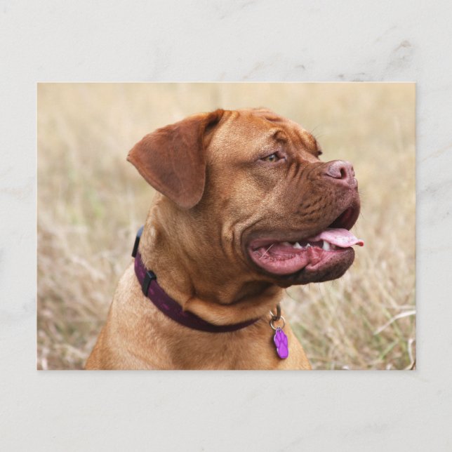 Carte Postale dogue de bordeaux (Devant)