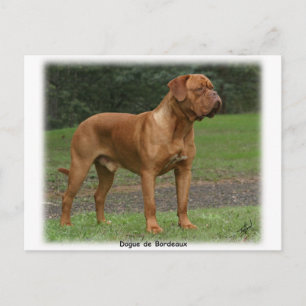 Carte Postale Dogue de Bordeaux 9Y201D-159