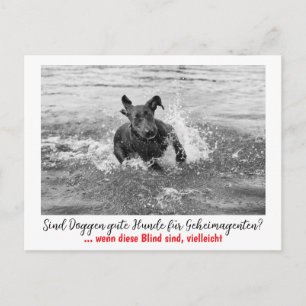 Carte Postale Dogue : le chien pour les agents secrets