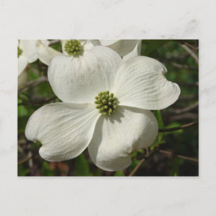 Carte postale Dogwood