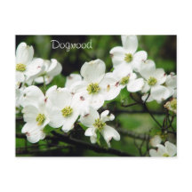 Dogwood