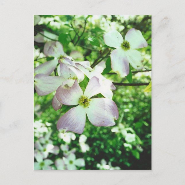 Carte Postale Dogwood (Devant)