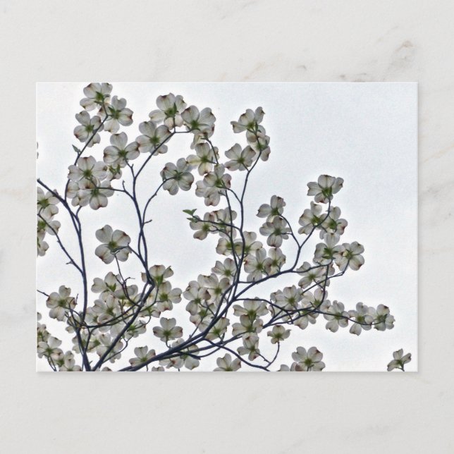 Carte Postale Dogwood à fleurs blanches (Devant)