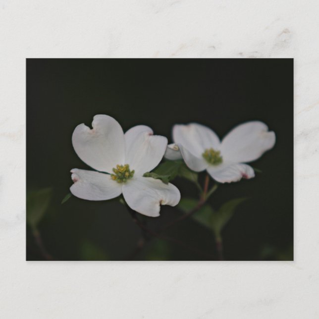 Carte postale Dogwood Blossom (Devant)