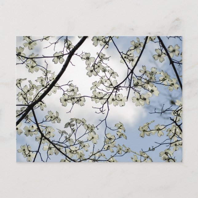 Carte Postale Dogwood Blossoms et Blue Sky (Devant)