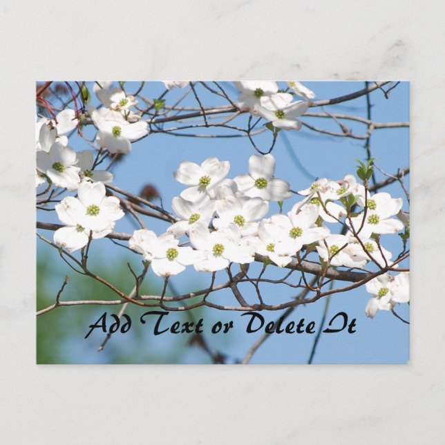 Carte postale Dogwood Flower (Devant)