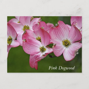 Carte postale:  Dogwood horizontal