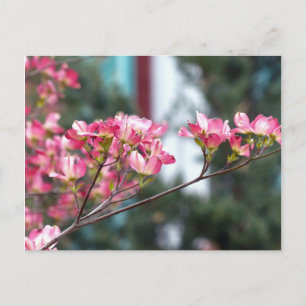 Carte Postale Dogwood rose