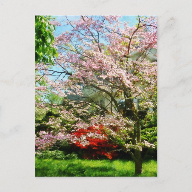Carte Postale Dogwood rose (Devant)