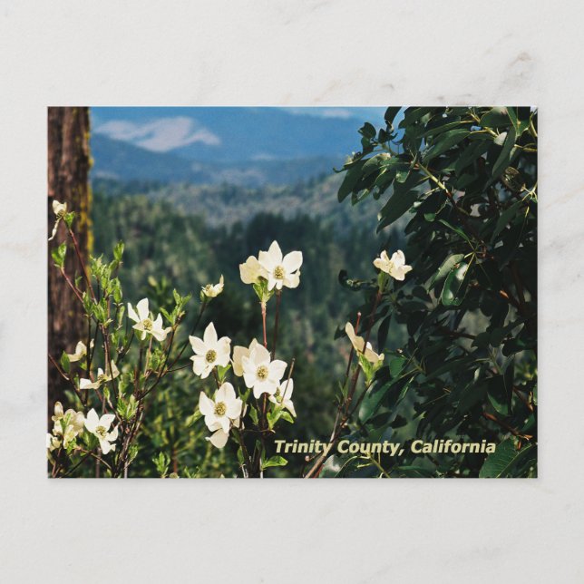 Carte Postale Dogwood's Blooming....... (Devant)