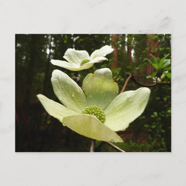Carte Postale Dogwoods et séquoias dans le parc national Yosemit (Devant)