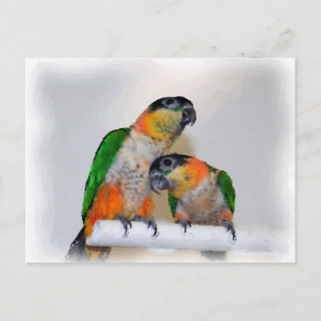 Carte postale d'Oiseau à aire de perroquet de Caiq (Devant)