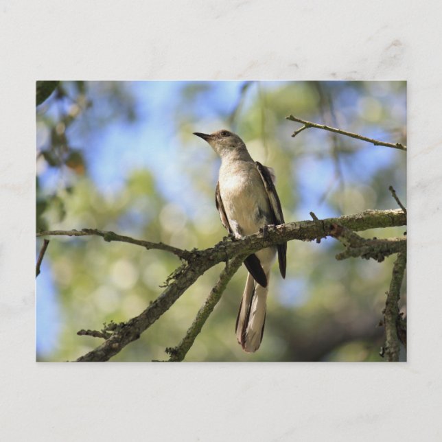 Carte postale d'oiseau d'état du Texas :  Moqueur (Devant)