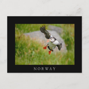 Carte postale d'oiseau Puffin de l'Atlantique vola