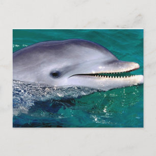 Carte Postale dolfijn