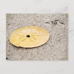 Carte Postale Dollar de sable chanceux