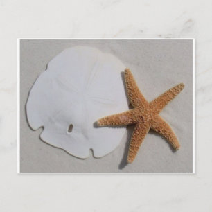 Carte postale dollar de sable et d'étoiles de mer