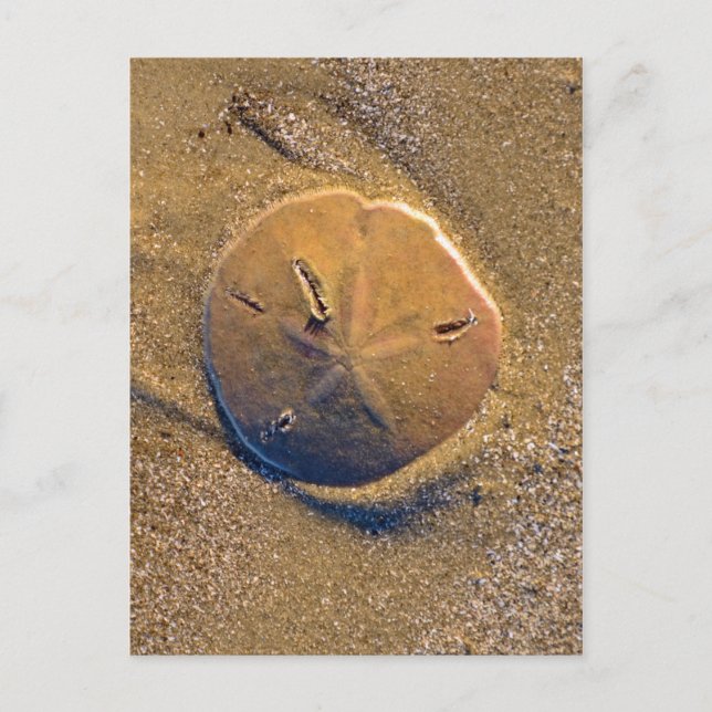 Carte Postale Dollar De Sable Révélé Sur La Plage | Hilton Head  (Devant)