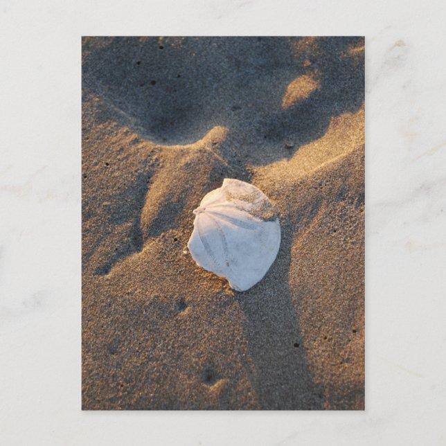 Carte Postale dollar de sable sur la plage (Devant)