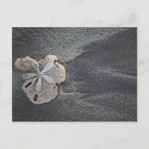 Carte Postale Dollar de sable sur sable