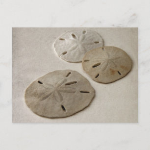 Carte Postale Dollars de sable vintages