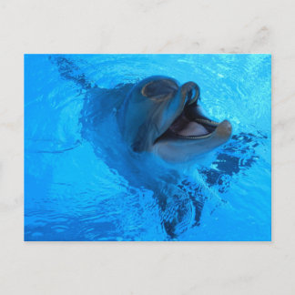 Carte postale Dolphin