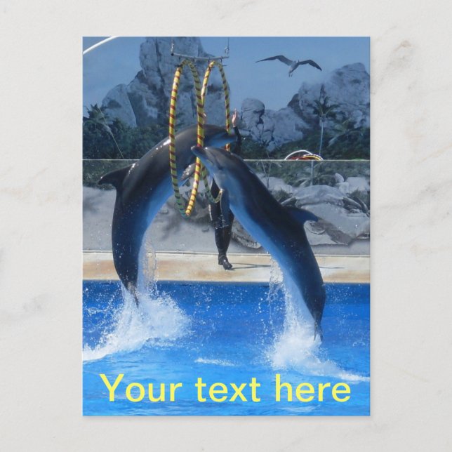 Carte postale Dolphin (Devant)